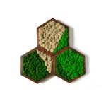 3 Hexagoane decorative de perete cu licheni naturali4