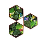 hexagon de 40cm decorat cu licheni muschi si plante criogenate he30mp HOz.jpg