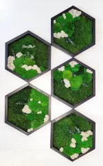 hexagon de perete decorat cu licheni muschi si plante criogenate he30mp 6Wk.jpg