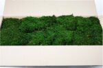 preserved flat moss cn ()