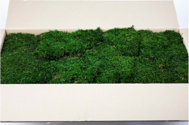 preserved flat moss cn ()