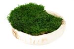 preserved flat moss cn ()
