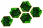 set de 3 hexagoane cu licheni si muschi naturali 30cm 3he30v md7.jpg