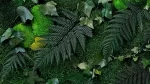 tablou ivy decorat manual cu licheni naturali feriga stabilizata muschi plati si plante criogenate ta30frl RZL.jpg