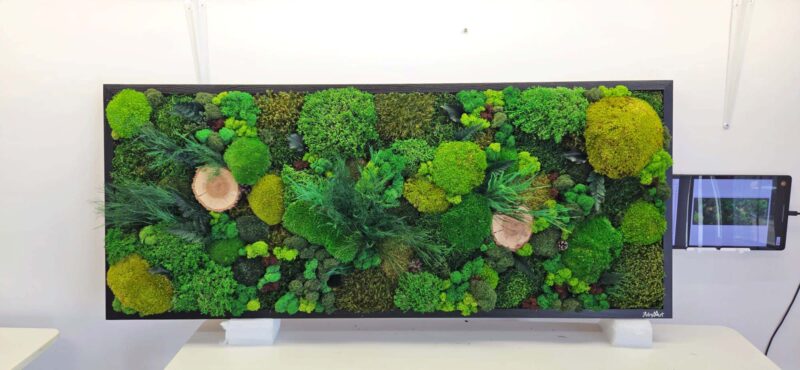 tablou licheni cu muschi pufosi