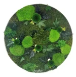 tablou rotund wildnature decorat cu muschi plat si plante stabilizate ta50wil oOI.jpg