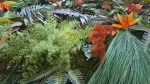 tablou tropical decorat cu muschi ferigi si plante stabilizate tb10tro 7Kz.jpg