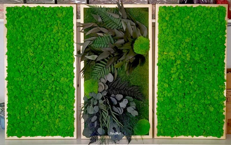 set tablouri licheni si plante2