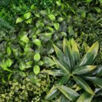 perete verde artificial greenfern3