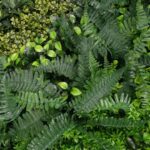 perete verde artificial greenfern4