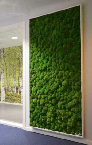 perete verde cu muschi bombati verde natur