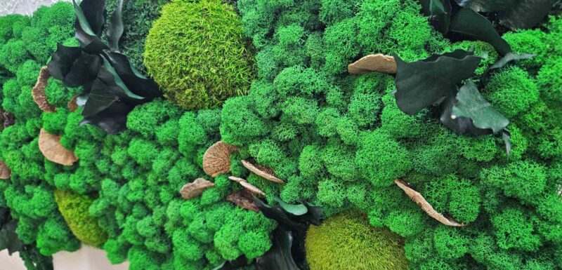 tablou licheni cu iedera