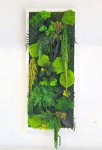 tablou licheni si plante xx