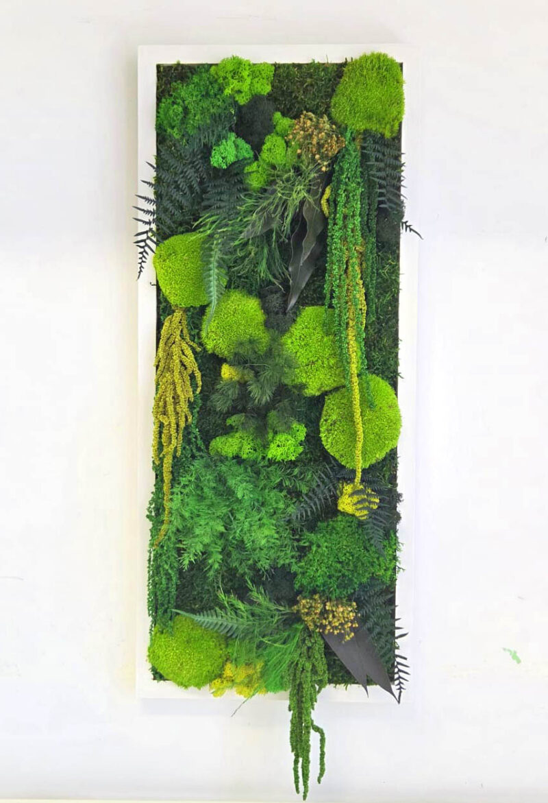 tablou licheni si plante xx